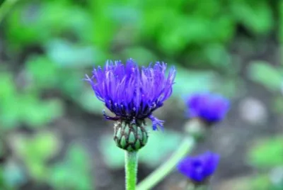 Blumen7