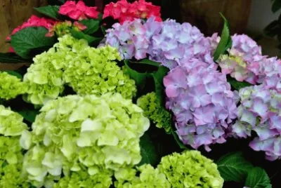 Blumen 6