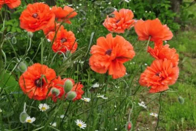 Blumen 8