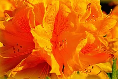 Blumen 9