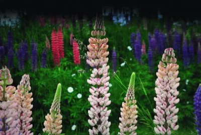 Blumen 10