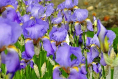 Blumen 11