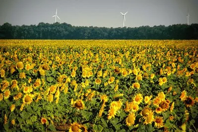 Blumen 12
