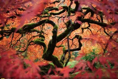 NATUREZA