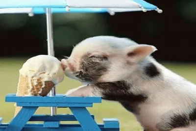 cerdito