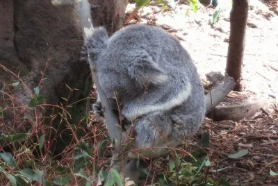 Koala
