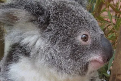 Koala Bear