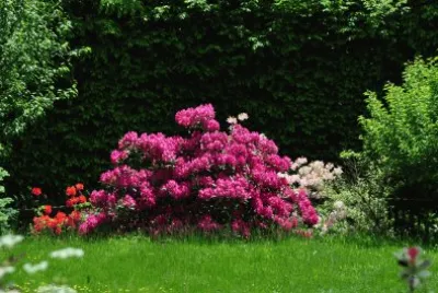 Blumen 13