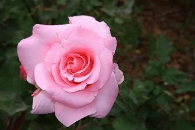 Blumen 15
