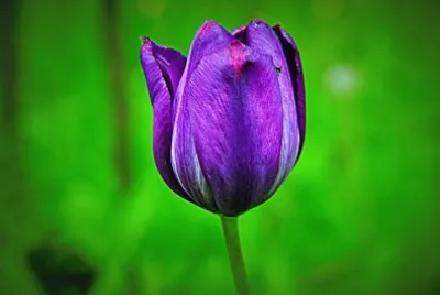 Blumen 16