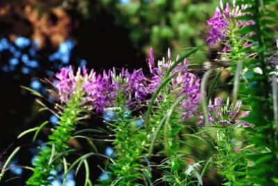 Blumen 17