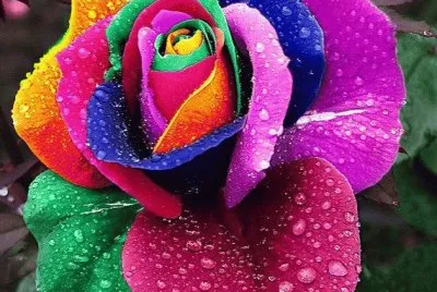 Rose