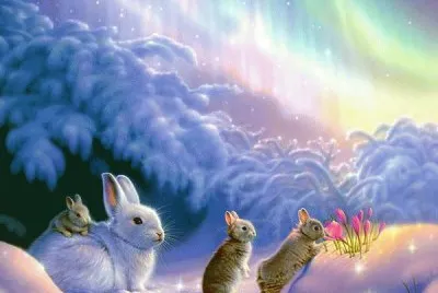 coelhos