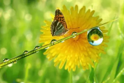 papillon