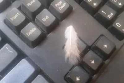 feather on keyboard