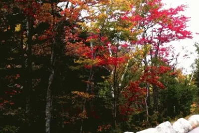 autumn-106