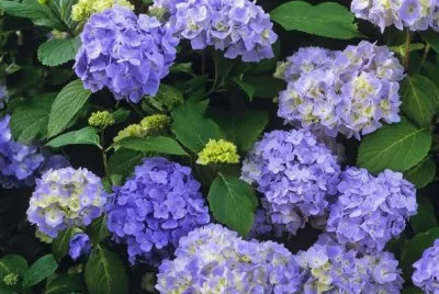 hortensias