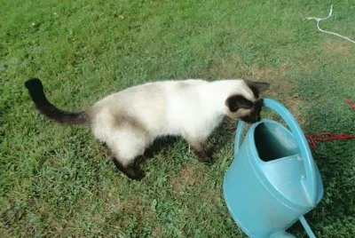 mia