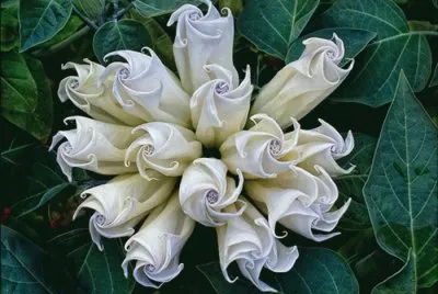 primavera