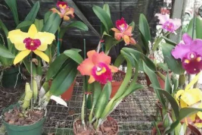 orquidea