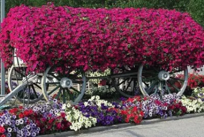 flores