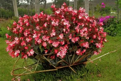 flores