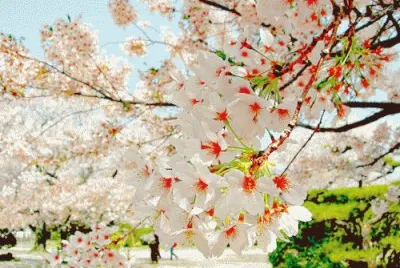flores