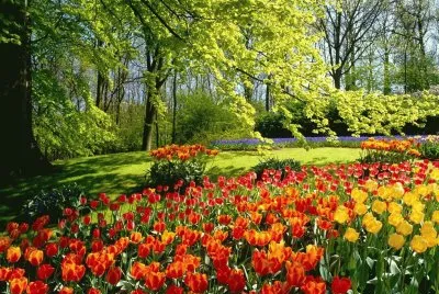 flores