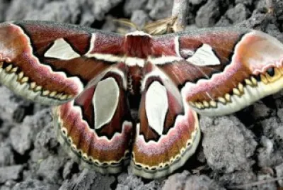 rothschildia jacobaea