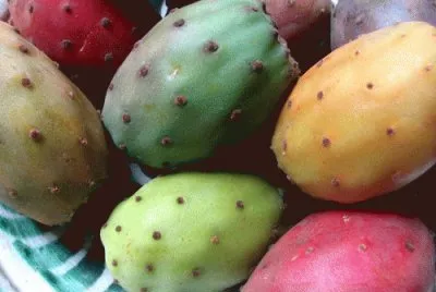 פאזל של Tunas