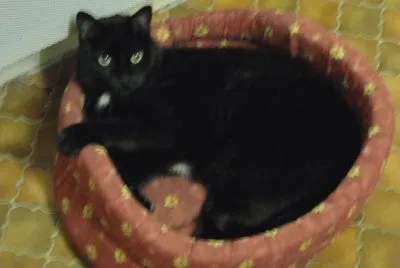 tilou