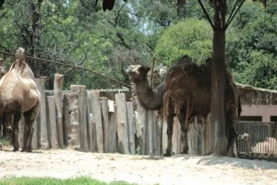 dromedarios