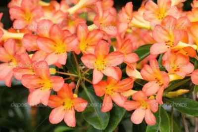 flor del desierto jigsaw puzzle