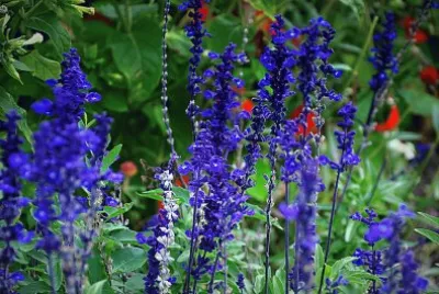 Blumen 19