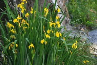Blumen 20