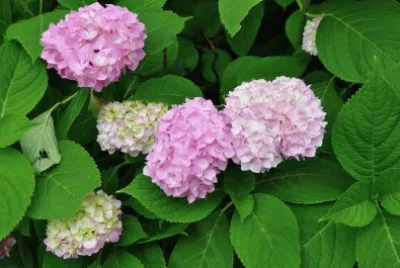 Blumen 22