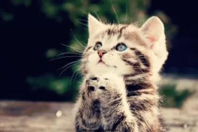 gatito