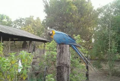 Arara no quintal da casa de minha mãe