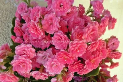 Rosa
