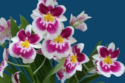 orquidea
