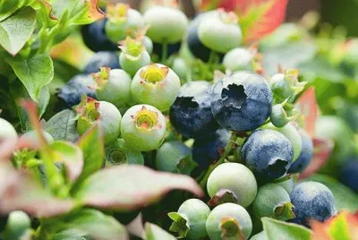 Berries