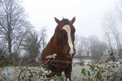 cheval
