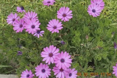 Flores fotografadas no Peru