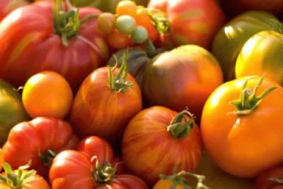 tomates