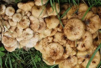 champignons jigsaw puzzle