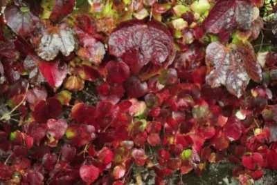automne 1 jigsaw puzzle