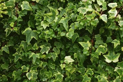 lierre jigsaw puzzle