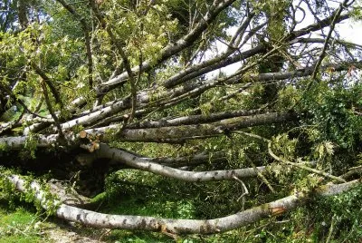 arbre