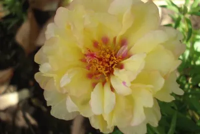 portulaca