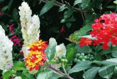 flor